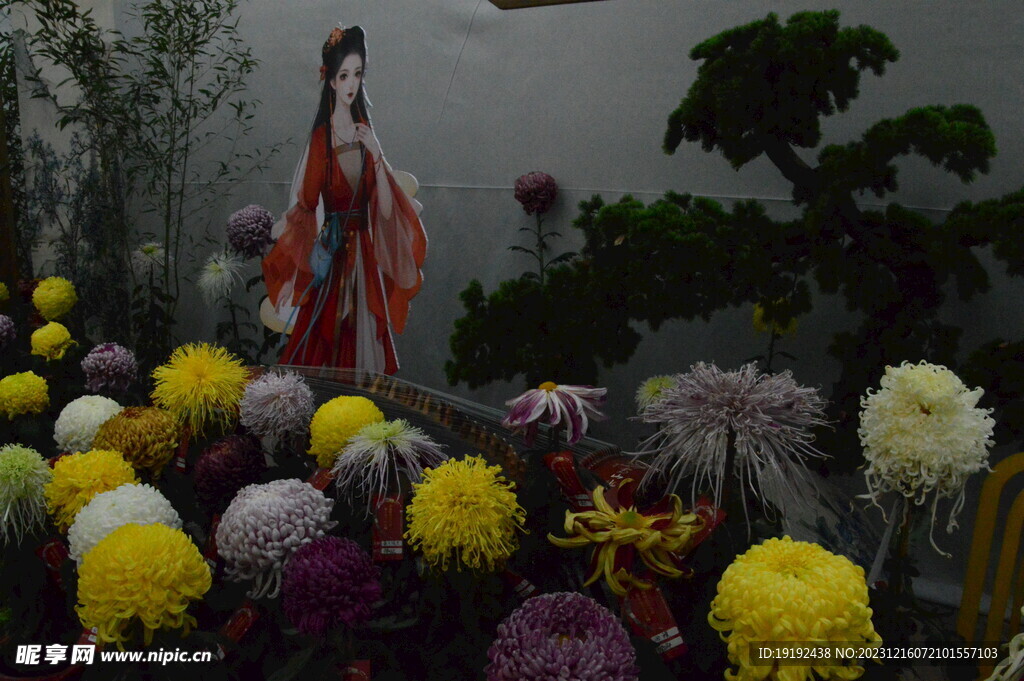 菊花 