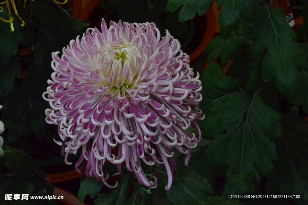 菊花