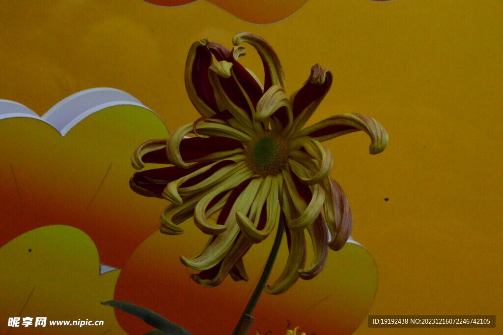 菊花