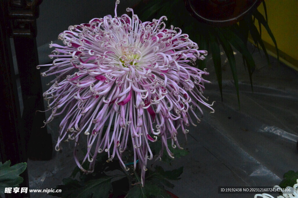 菊花