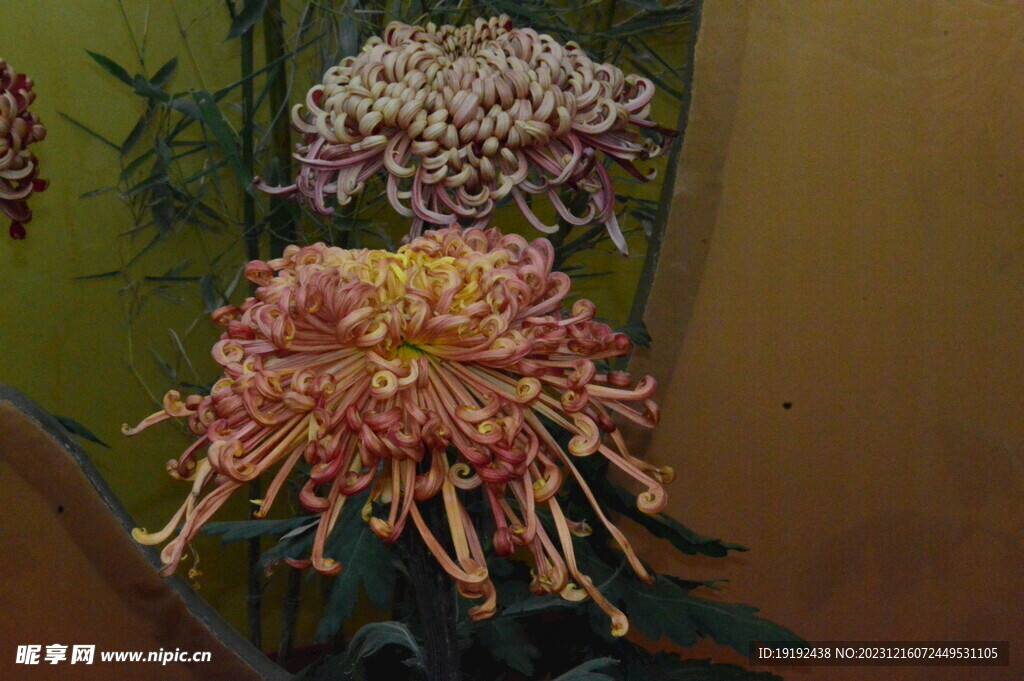 菊花