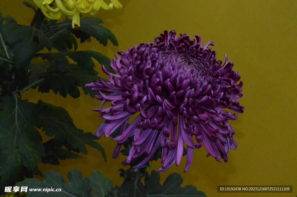 菊花
