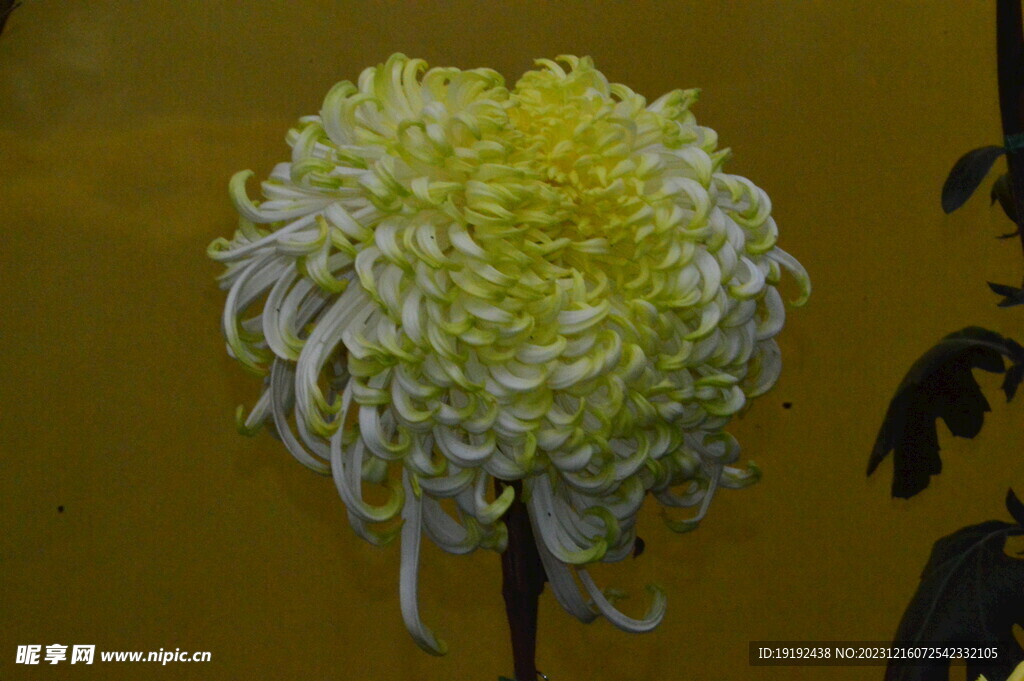 菊花 
