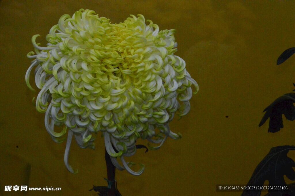 菊花 