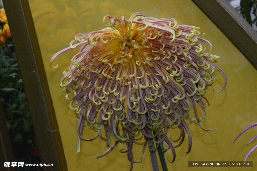 菊花