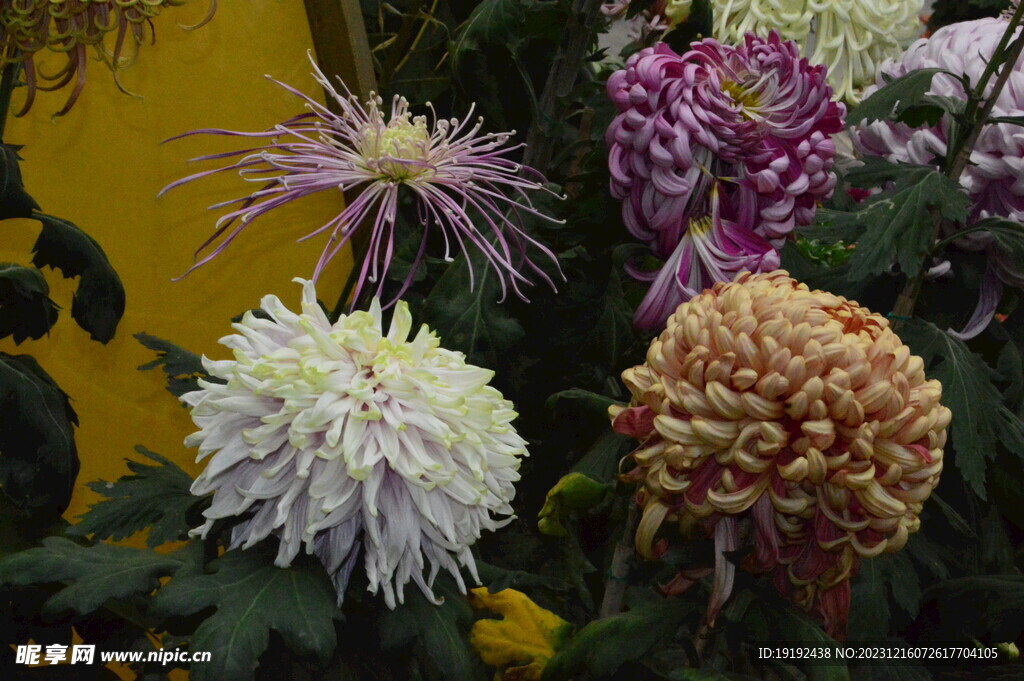 菊花 