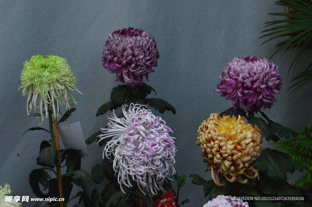 菊花