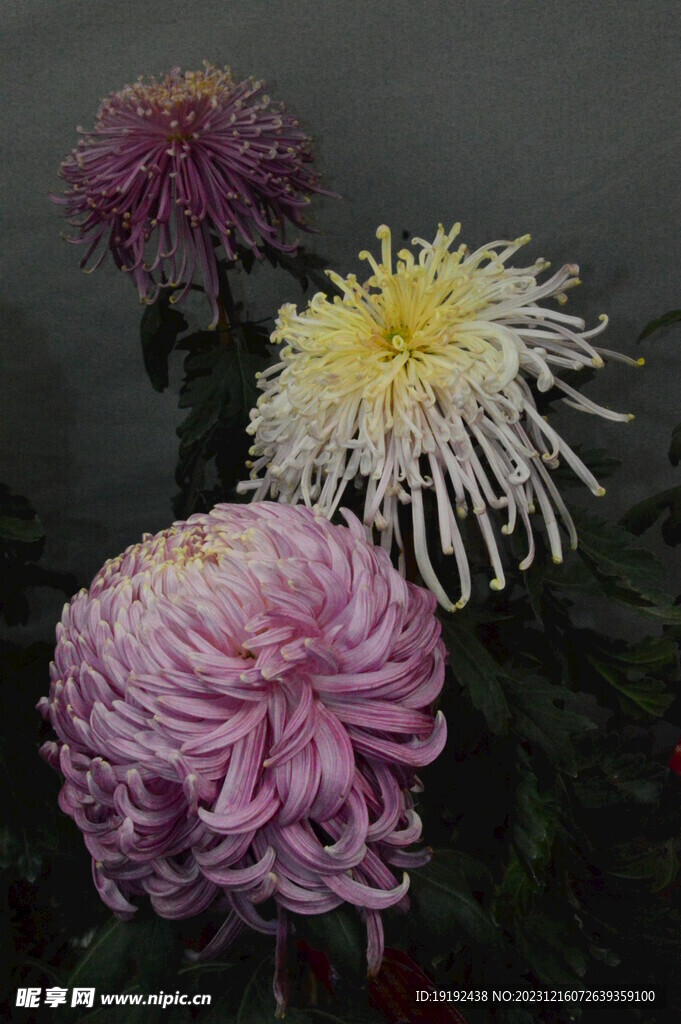 菊花 