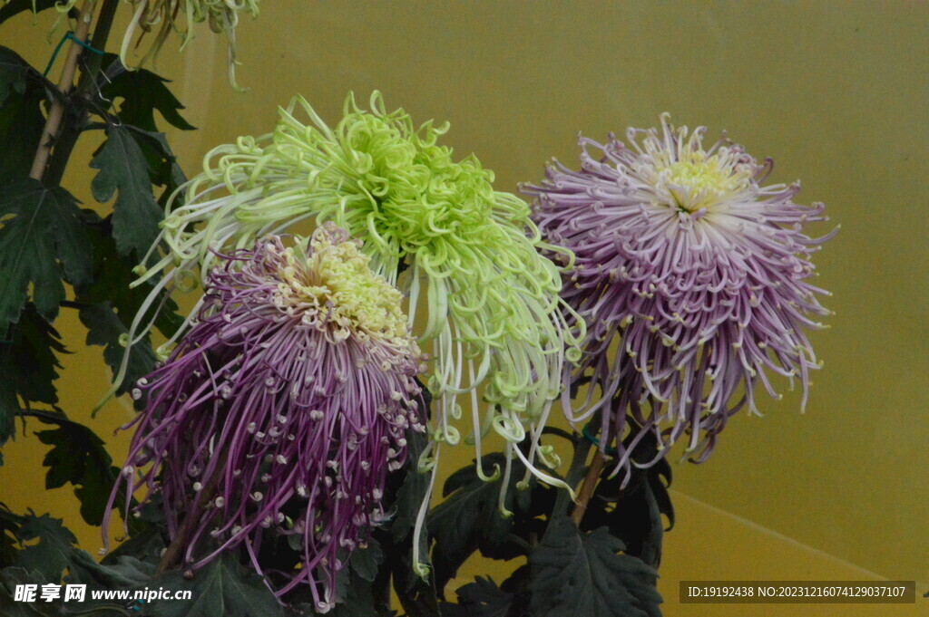 菊花