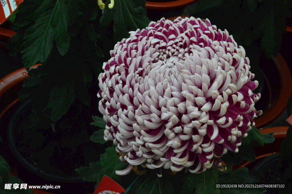 菊花 