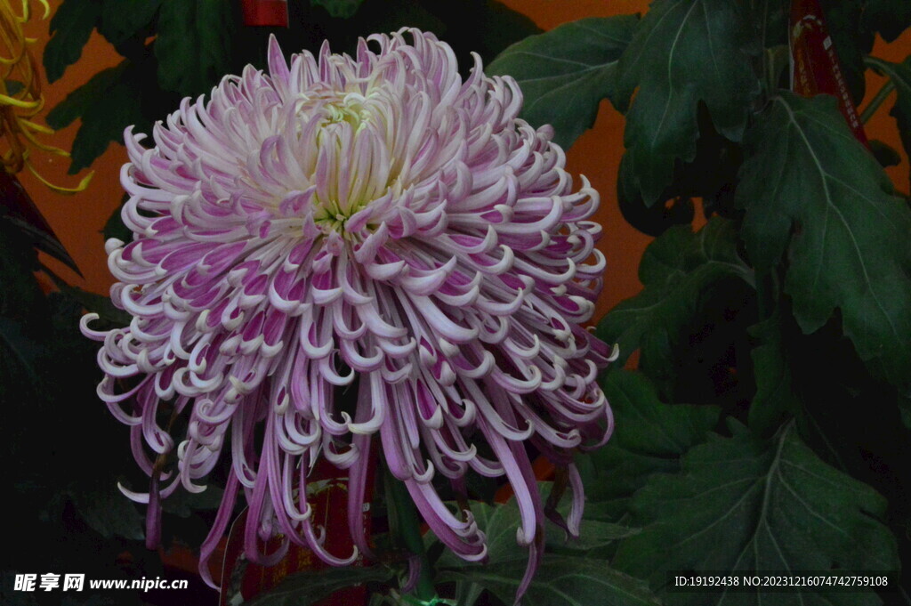 菊花 
