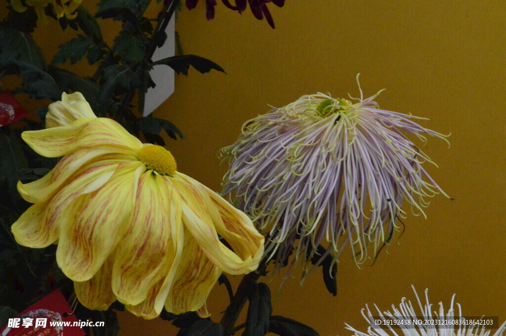 菊花