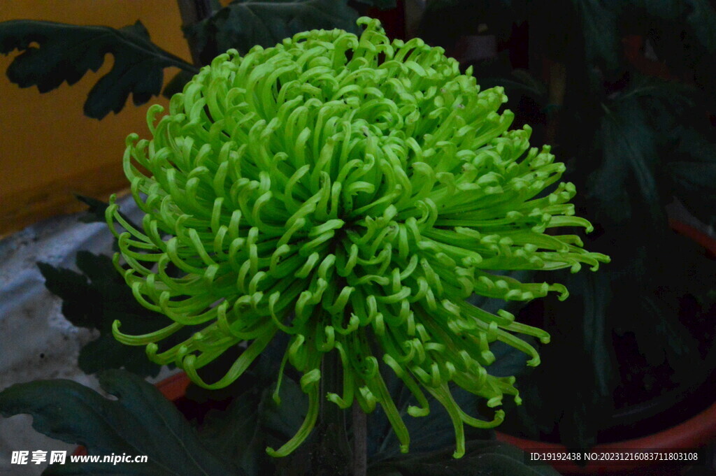 菊花 