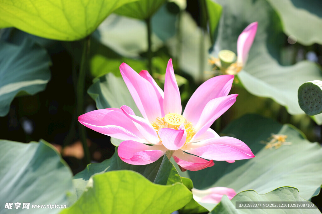 荷花