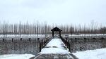稻屯洼雪景