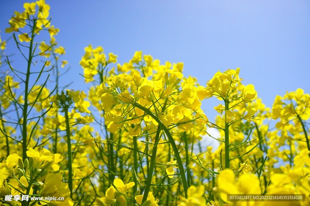 油菜花