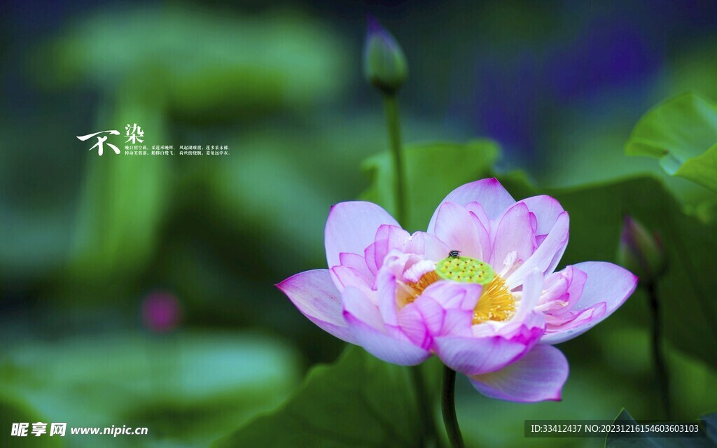 荷花