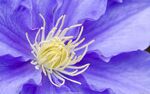 花蕊