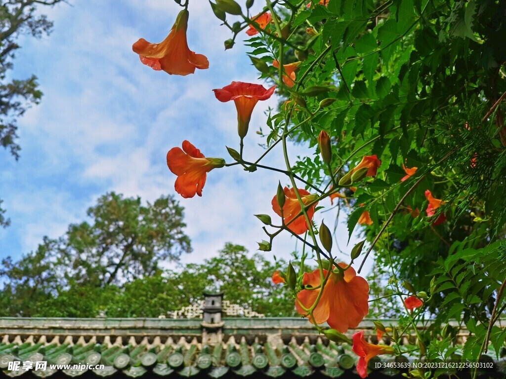 牵牛花