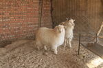 绒山羊养殖场羊圈