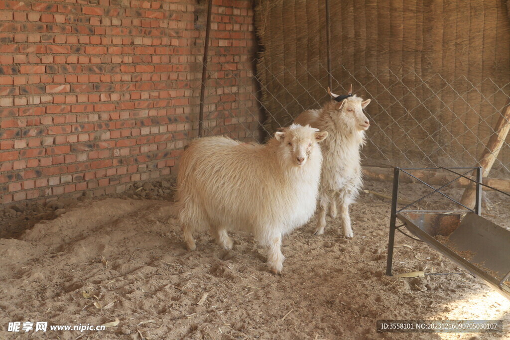 绒山羊养殖场羊圈