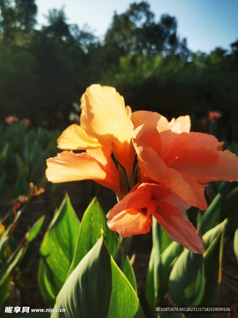 与花相遇