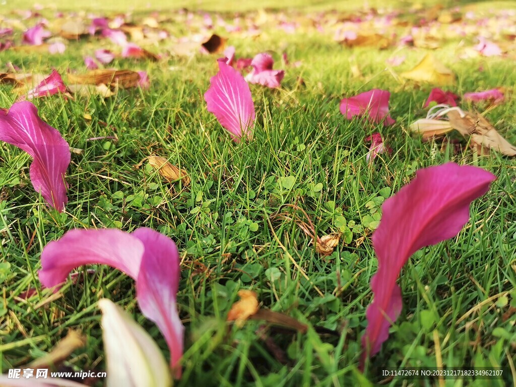 繁花似锦