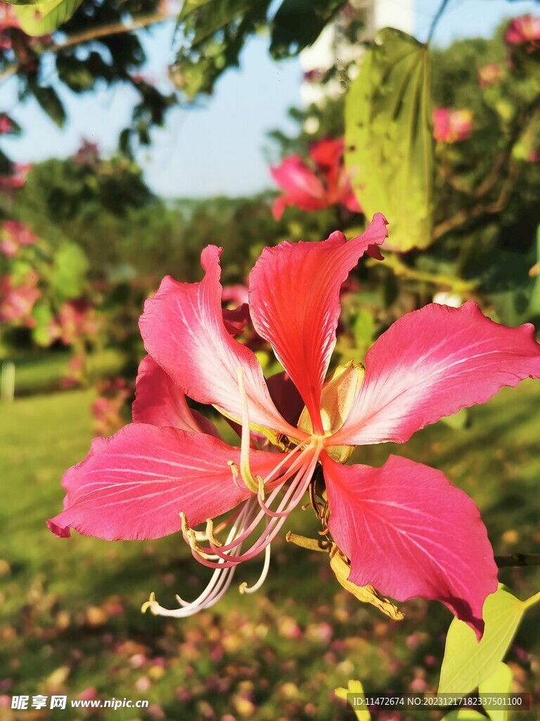 紫荆花