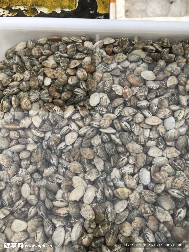 花甲
