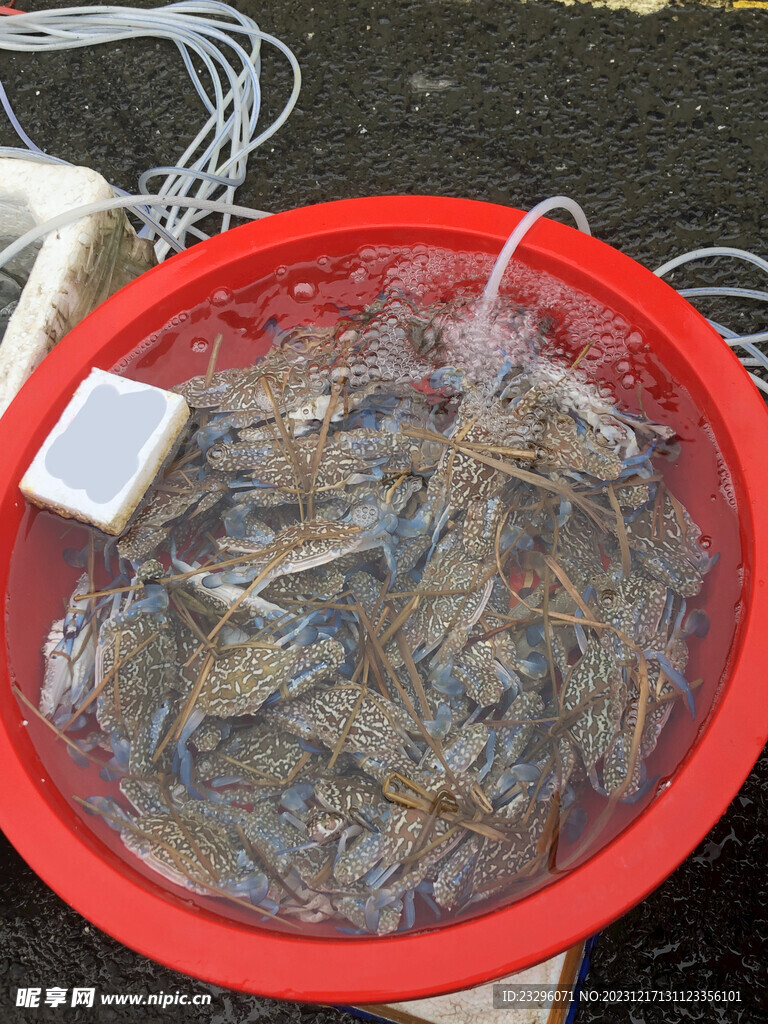 花蟹 螃蟹