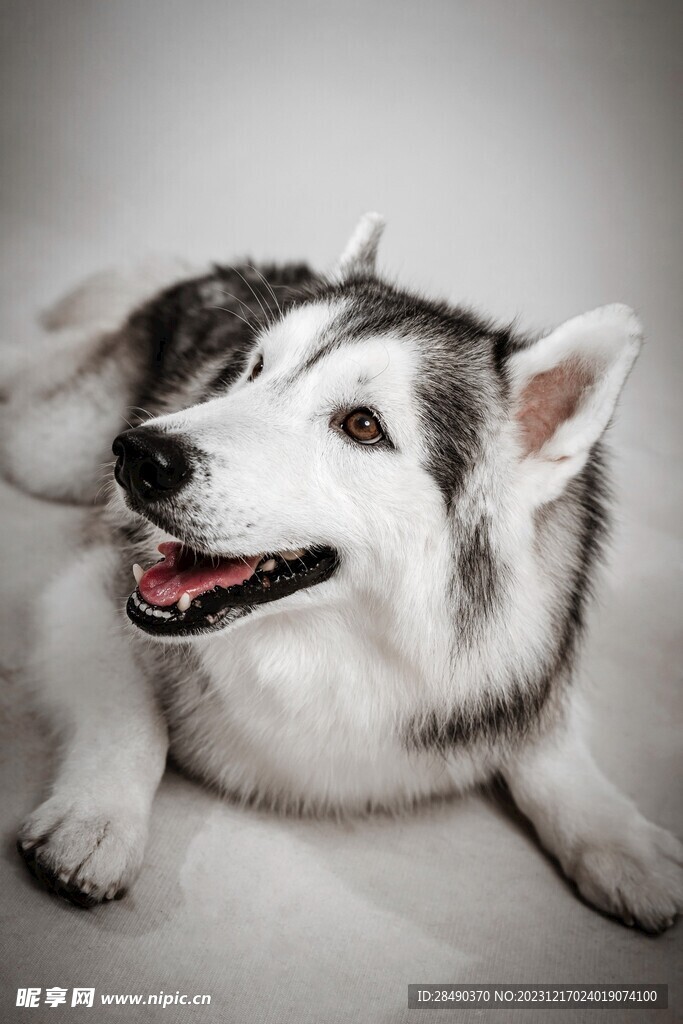 阿拉斯加雪橇犬