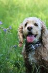 可卡犬