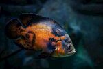 水族馆刺鲽鱼
