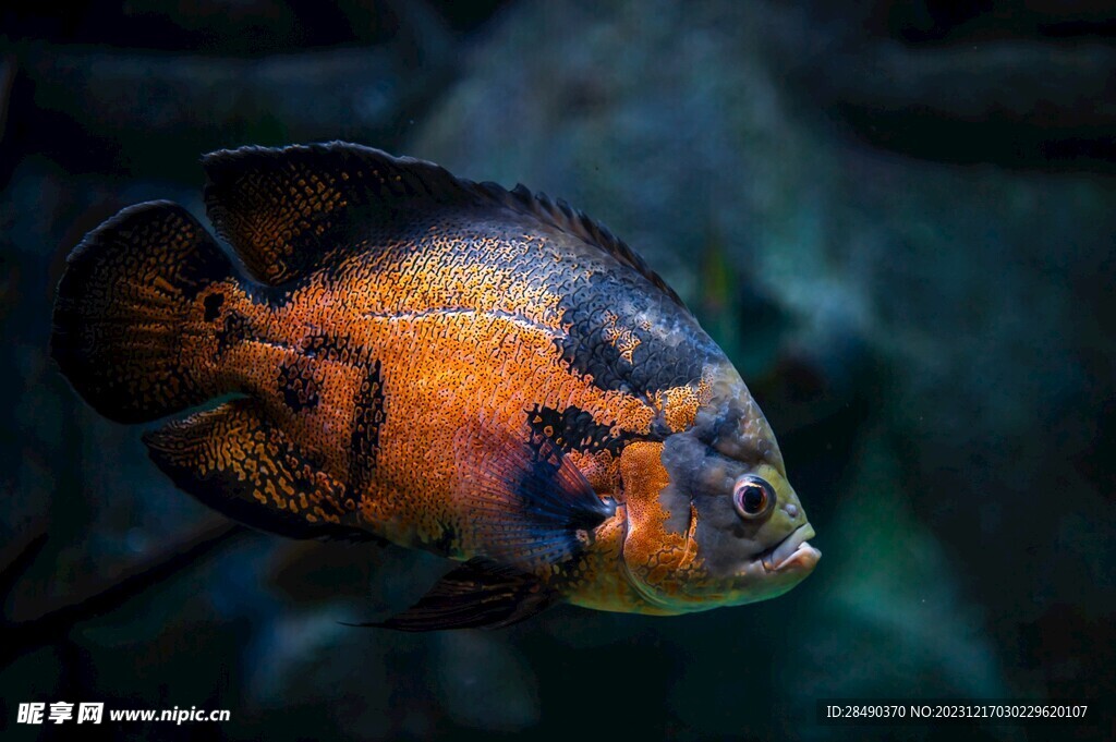 水族馆刺鲽鱼