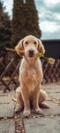 金毛犬 