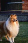 大型牧羊犬