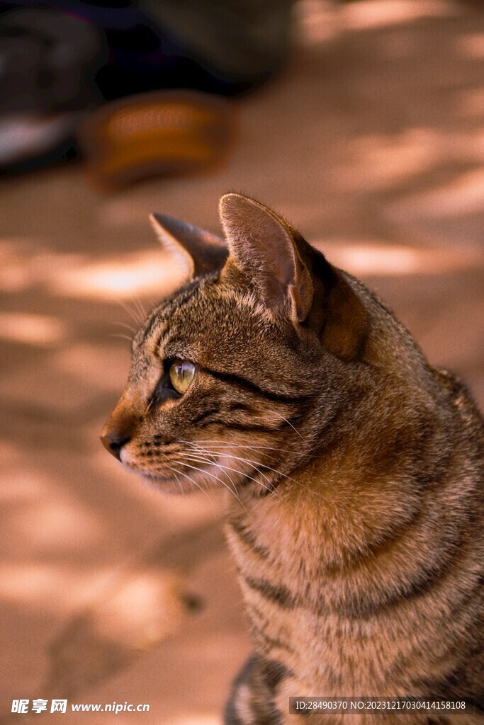 猫