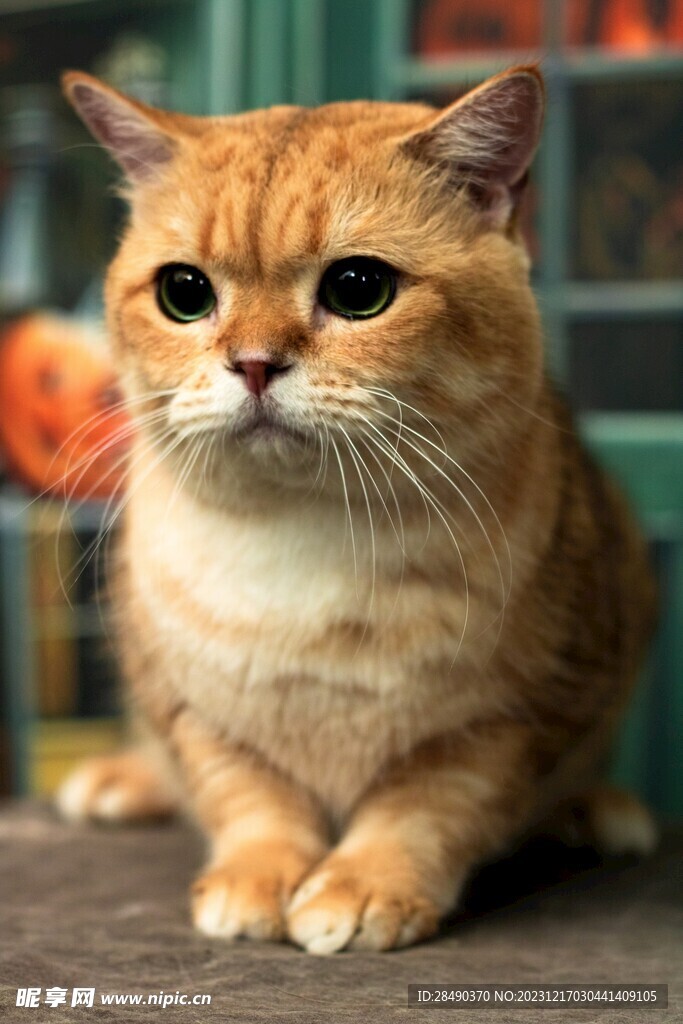 猫