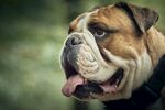 八哥犬