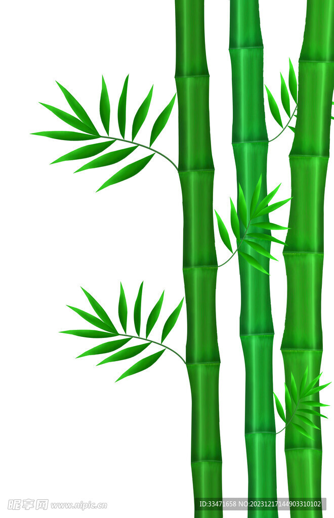 竹素材  手绘      透明