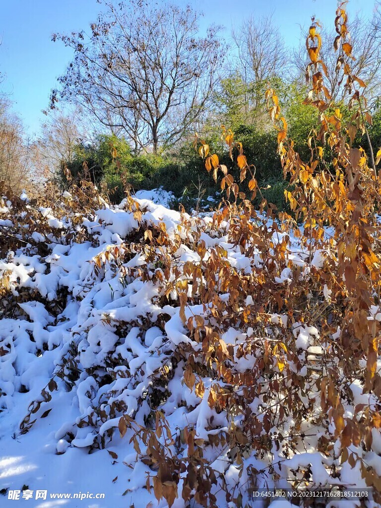 雪后的树