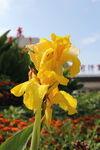 黄花