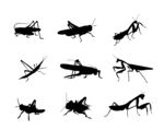 蚂蚱螳螂剪影