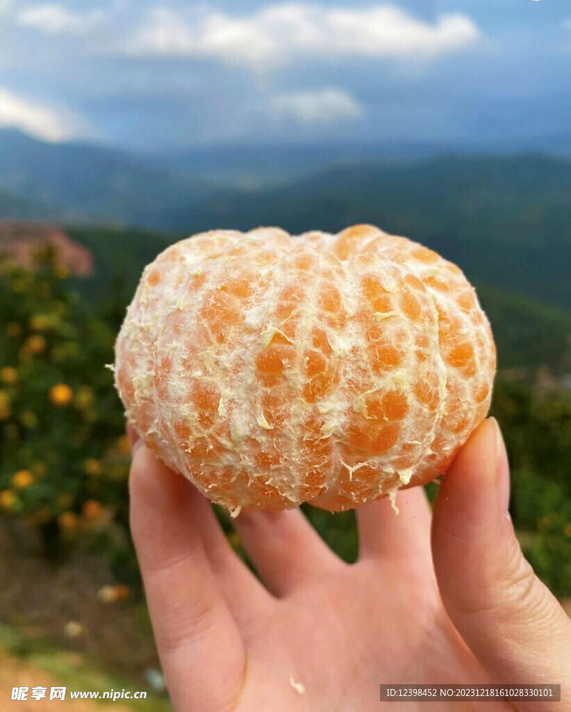 椪柑橘子