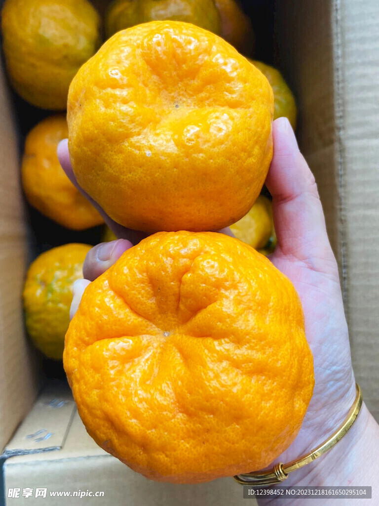 椪柑橘子