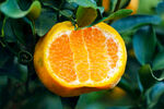 新鲜椪柑橘子