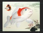 白色锦鲤鱼水族观赏鱼壁纸
