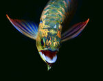 金龙鱼水族观赏鱼壁纸