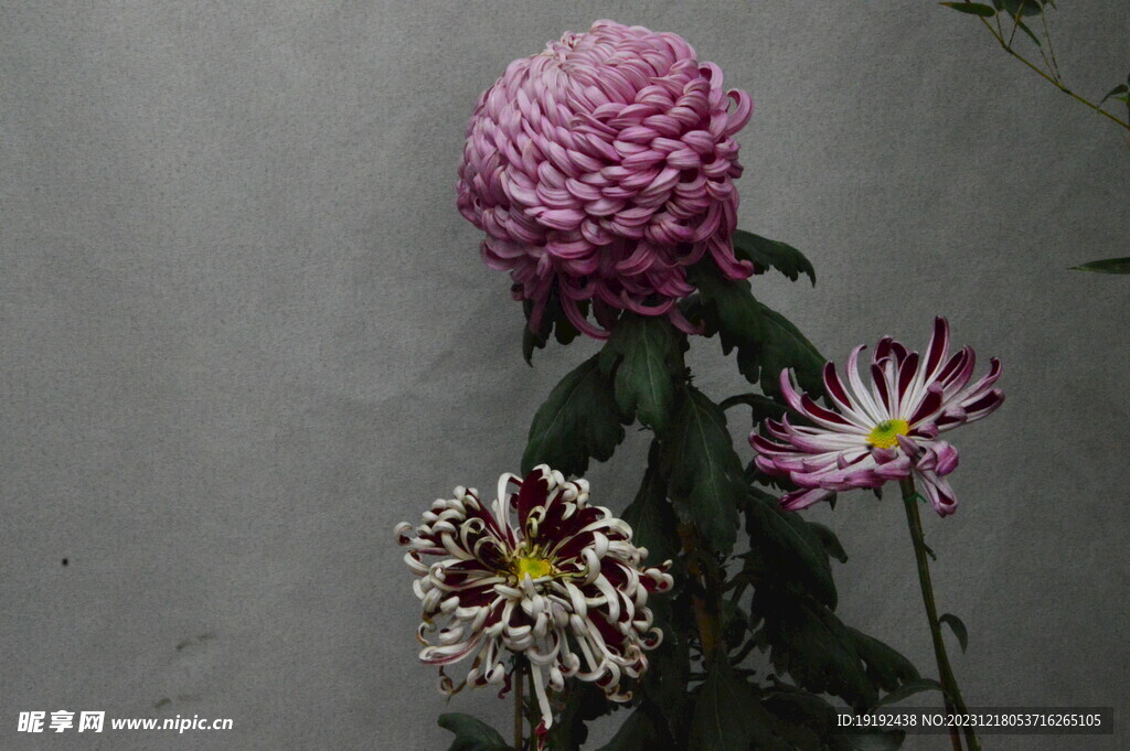 菊花