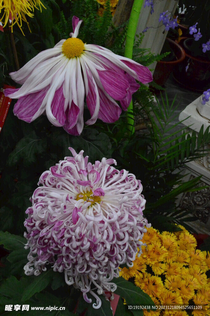 菊花